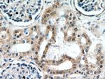 CCDC50 Antibody in Immunohistochemistry (Paraffin) (IHC (P))