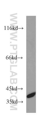 CCDC50 Antibody in Western Blot (WB)