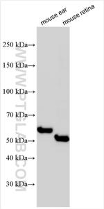 PDZD7 Antibody in Western Blot (WB)