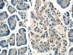 TBC1D19 Antibody in Immunohistochemistry (Paraffin) (IHC (P))