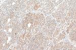 TBC1D19 Antibody in Immunohistochemistry (Paraffin) (IHC (P))