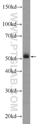 TBC1D19 Antibody in Western Blot (WB)