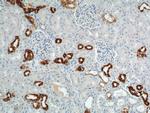 GPRC5D Antibody in Immunohistochemistry (Paraffin) (IHC (P))