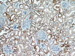 CHCHD4 Antibody in Immunohistochemistry (Paraffin) (IHC (P))