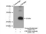 CHCHD4 Antibody in Immunoprecipitation (IP)