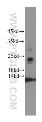 CHCHD4 Antibody in Western Blot (WB)
