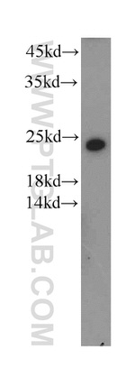 CHCHD4 Antibody in Western Blot (WB)