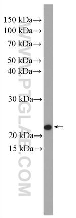 CHCHD4 Antibody in Western Blot (WB)