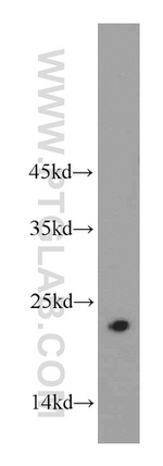 CHCHD4 Antibody in Western Blot (WB)