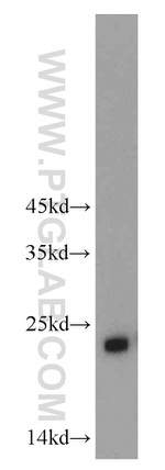 CHCHD4 Antibody in Western Blot (WB)