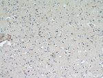 HDDC3 Antibody in Immunohistochemistry (Paraffin) (IHC (P))