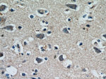 HDDC3 Antibody in Immunohistochemistry (Paraffin) (IHC (P))