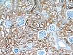 HDDC3 Antibody in Immunohistochemistry (Paraffin) (IHC (P))