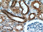 HDDC3 Antibody in Immunohistochemistry (Paraffin) (IHC (P))