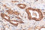HDDC3 Antibody in Immunohistochemistry (Paraffin) (IHC (P))