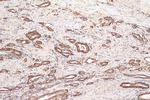 HDDC3 Antibody in Immunohistochemistry (Paraffin) (IHC (P))