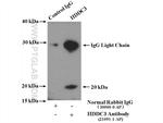 HDDC3 Antibody in Immunoprecipitation (IP)