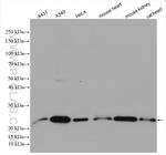 HDDC3 Antibody in Western Blot (WB)