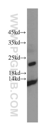 HDDC3 Antibody in Western Blot (WB)