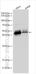 LHFPL4 Antibody in Western Blot (WB)