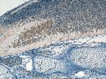 TMCC1 Antibody in Immunohistochemistry (Paraffin) (IHC (P))