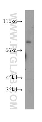 TMCC1 Antibody in Western Blot (WB)