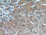RANBP10 Antibody in Immunohistochemistry (Paraffin) (IHC (P))