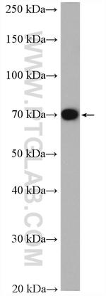 RANBP10 Antibody in Western Blot (WB)