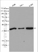 DKK1 Antibody in Western Blot (WB)