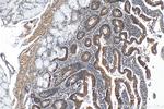 SLC44A5 Antibody in Immunohistochemistry (Paraffin) (IHC (P))