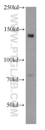 OPLAH Antibody in Western Blot (WB)