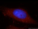 KIAA1199 Antibody in Immunocytochemistry (ICC/IF)