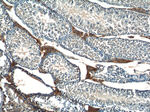 KIAA1199 Antibody in Immunohistochemistry (Paraffin) (IHC (P))
