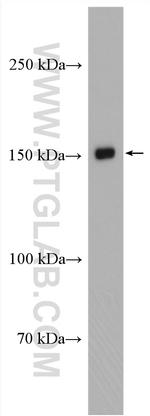 KIAA1199 Antibody in Western Blot (WB)