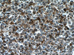 Ceruloplasmin Antibody in Immunohistochemistry (Paraffin) (IHC (P))