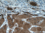 Ceruloplasmin Antibody in Immunohistochemistry (Paraffin) (IHC (P))