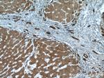 Ceruloplasmin Antibody in Immunohistochemistry (Paraffin) (IHC (P))