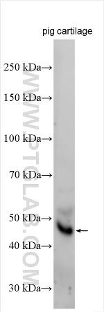 Fibulin-7 Antibody in Western Blot (WB)