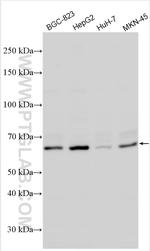 GALNT1 Antibody in Western Blot (WB)