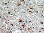 SCGBL Antibody in Immunohistochemistry (Paraffin) (IHC (P))