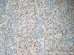 SCGBL Antibody in Immunohistochemistry (Paraffin) (IHC (P))