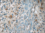 SCGBL Antibody in Immunohistochemistry (Paraffin) (IHC (P))
