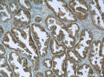 SCGBL Antibody in Immunohistochemistry (Paraffin) (IHC (P))