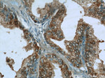 SCGBL Antibody in Immunohistochemistry (Paraffin) (IHC (P))