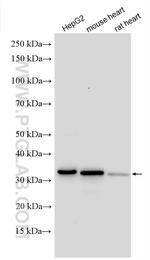 TACO1/CCDC44 Antibody in Western Blot (WB)