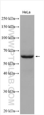 EBF3 Antibody in Western Blot (WB)