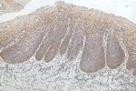 SPINK7 Antibody in Immunohistochemistry (Paraffin) (IHC (P))