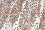 SPINK7 Antibody in Immunohistochemistry (Paraffin) (IHC (P))