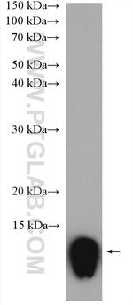 PF4 Antibody in Western Blot (WB)