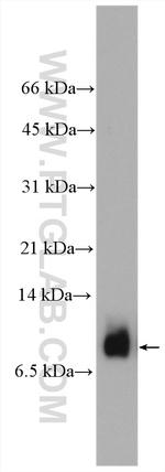 PF4 Antibody in Western Blot (WB)
